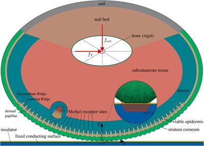 A two-scale FEM-BAM approach for fingerpad friction under electroadhesion